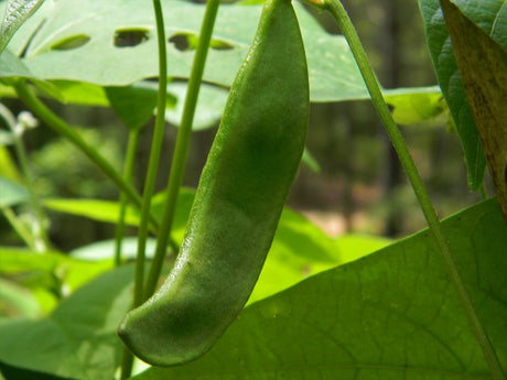 King of the Garden Pole Lima Bean