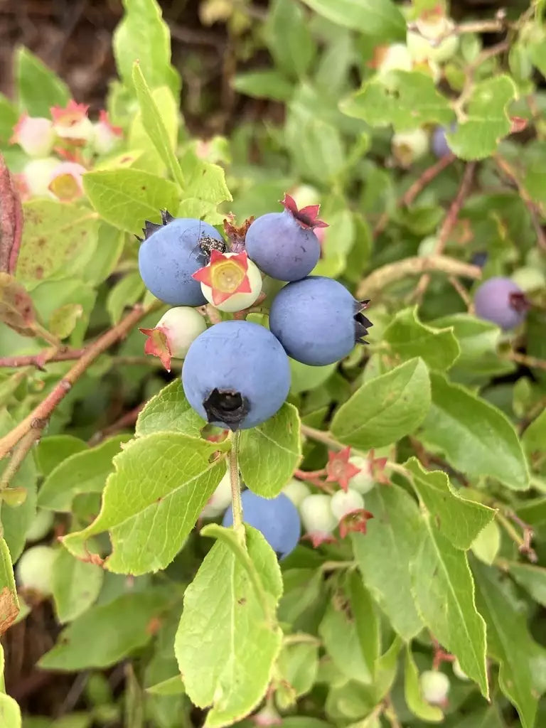 Lowbush Blueberry