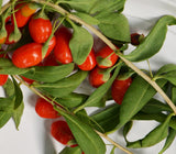 Goji Berry