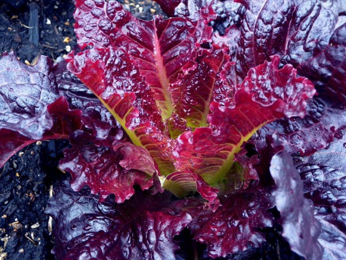 Merlot Lettuce