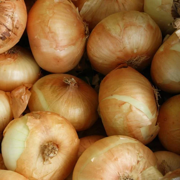 Texas Supersweet Onion