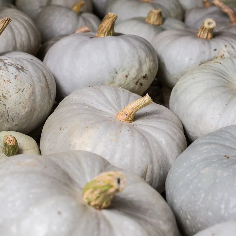 Hungarian Blue Squash