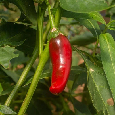 Boldog Hungarian Paprika Pepper