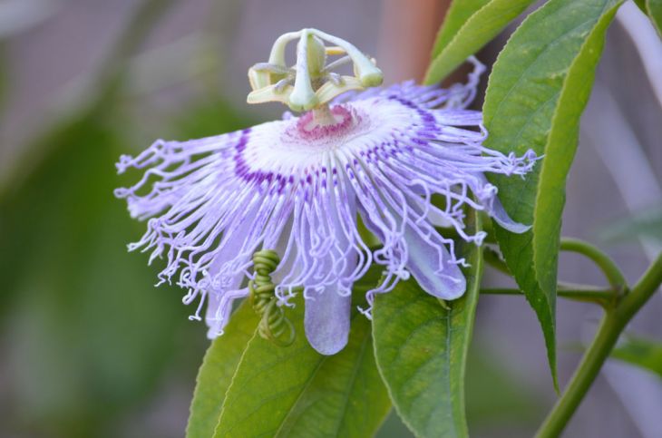 Purple Passion Flower