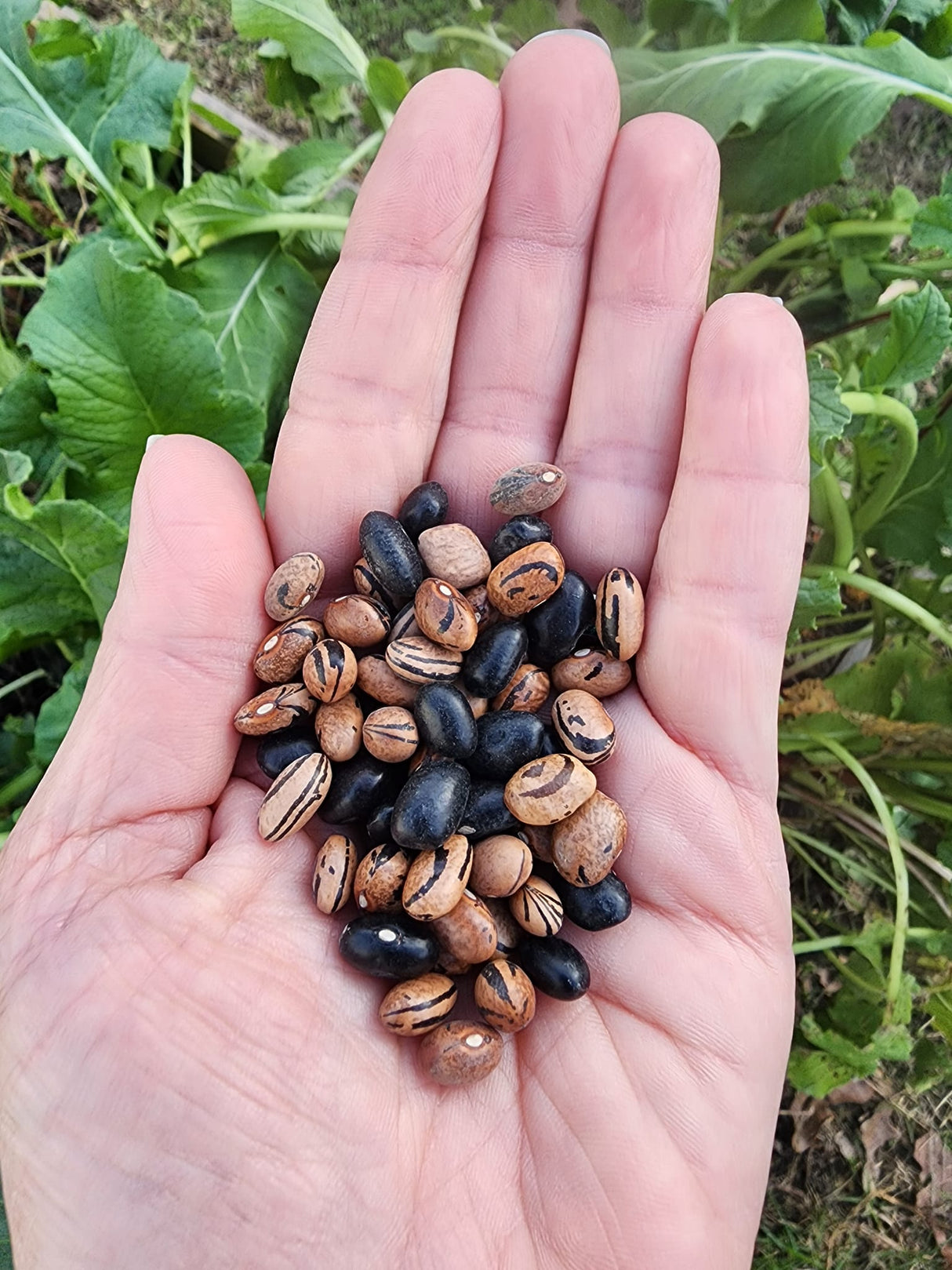 Peregion Bush Bean