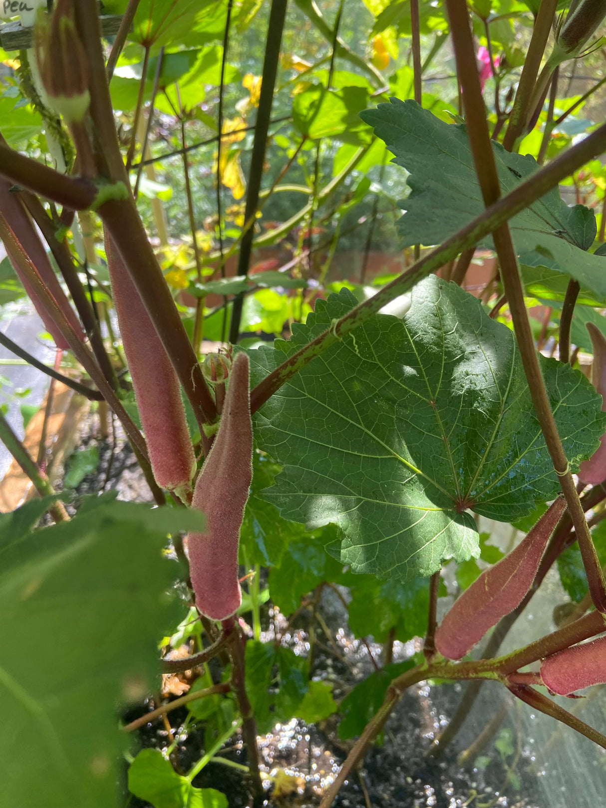 Okinawa Pink Okra