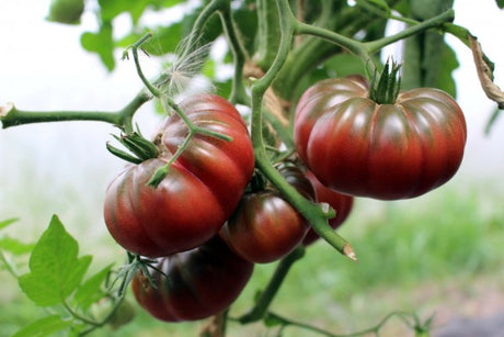 Purple Calabash Tomato