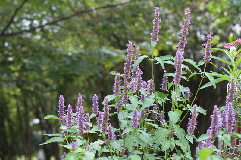 Purple Giant Hyssop