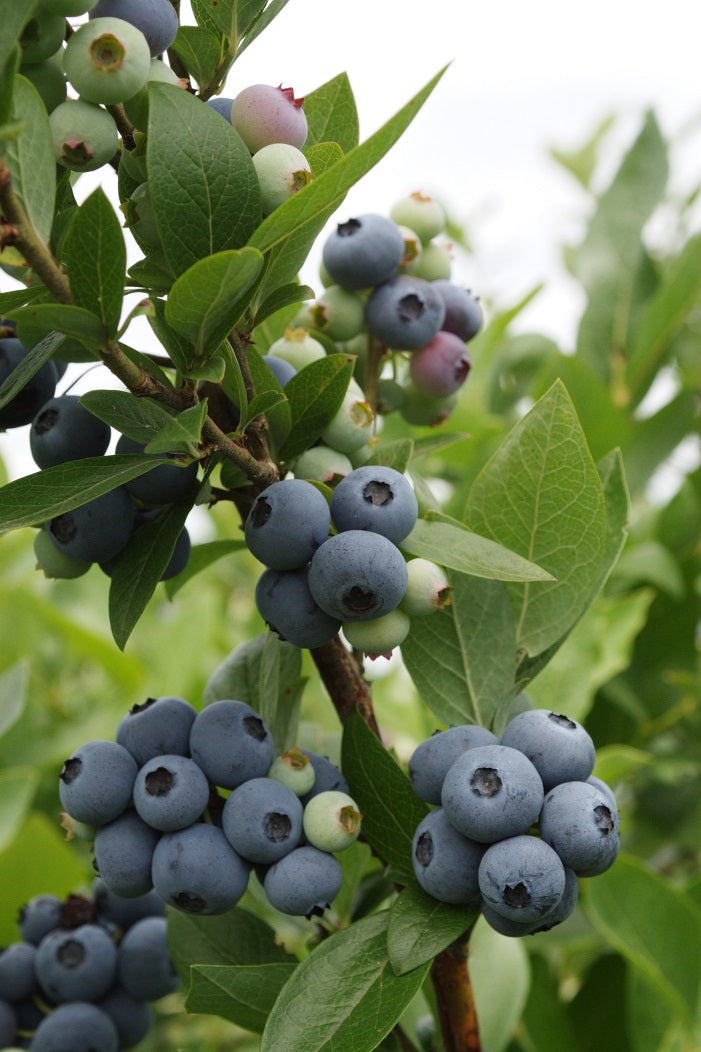 Rabbiteye Blueberry