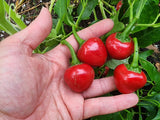 Red Cherry Sweet Pepper