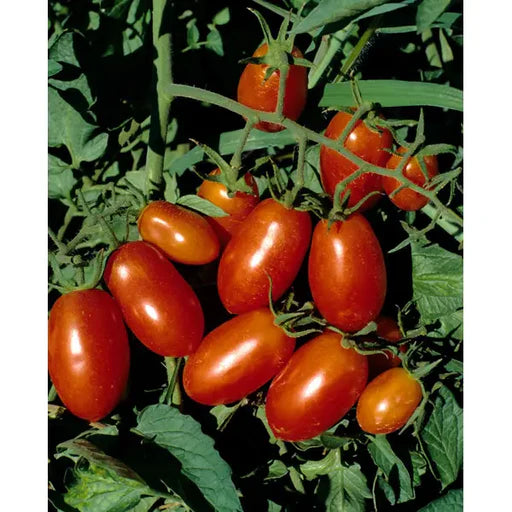 Roma Tomato