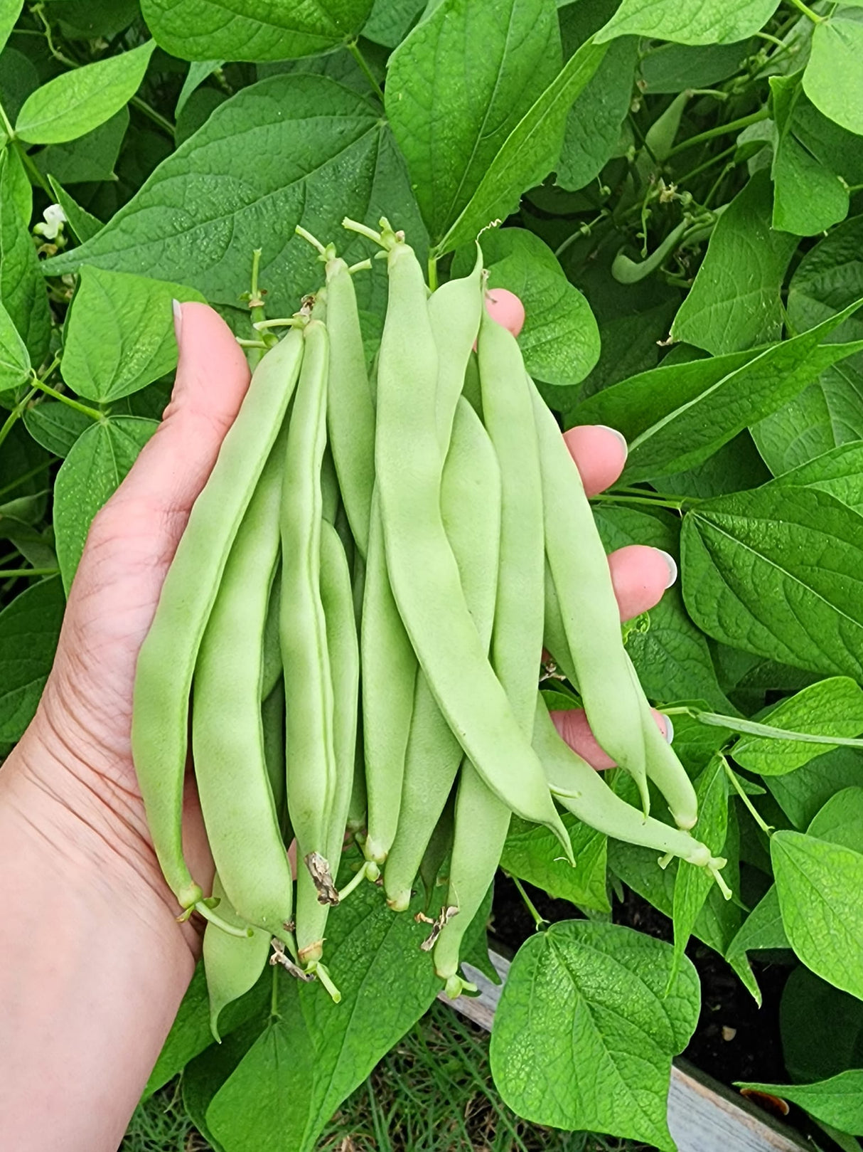 Roma ll Bush Bean BULK