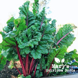 Ruby Red Swiss Chard