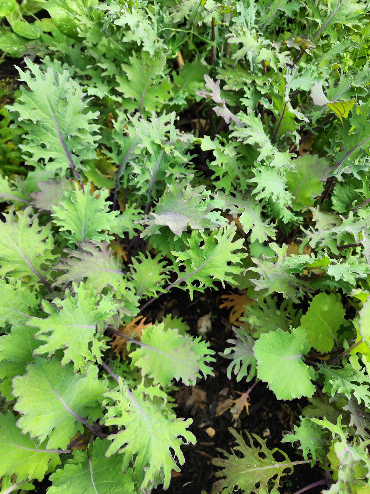 Russian Red "Ragged Jack" Kale BULK