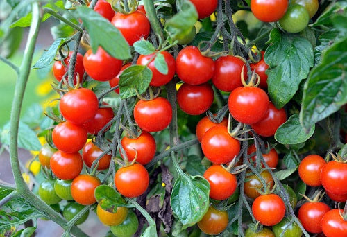 Fox Cherry Tomato