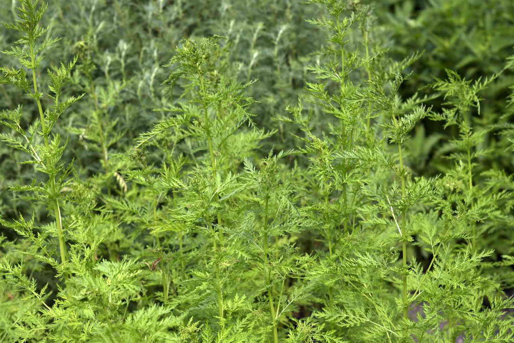 Artemisia Annua Seeds