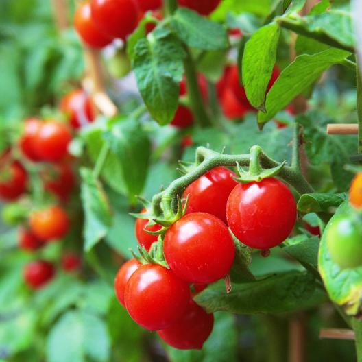 Sweetie Cherry Tomato