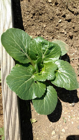 Extra Dwarf Pak Choy Cabbage