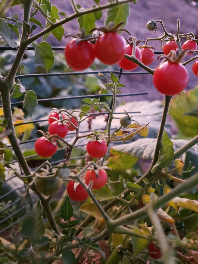 Small Red Cherry Tomato