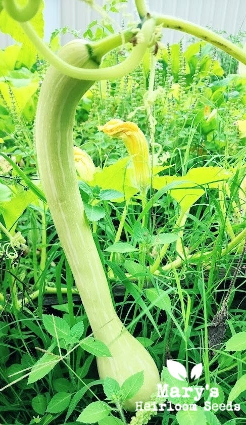 Tromboncino Squash