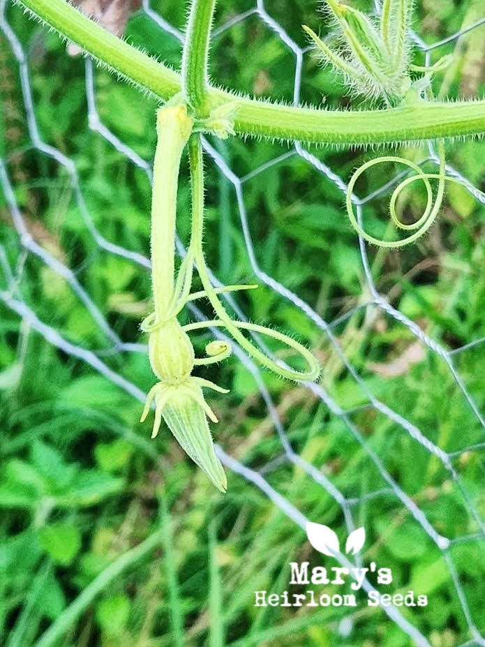 Tromboncino Squash