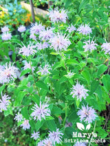 Wild Bergamot