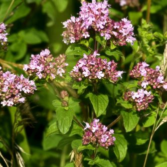 Wild Marjoram