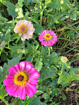 Zinnia Mix BULK