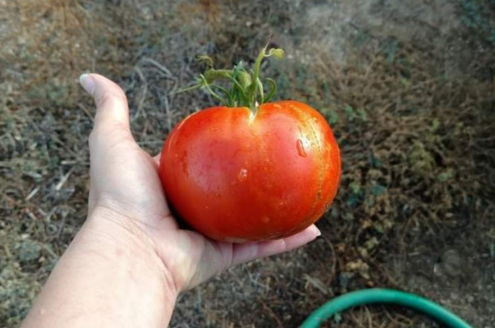 Red Ponderosa Beefsteak