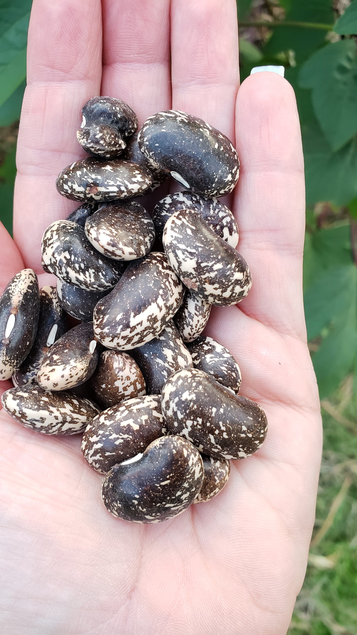 Painted Lady Runner Bean