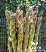 Mary Washington Asparagus