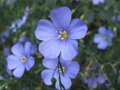 Mid-West Wildflower Seed Mix