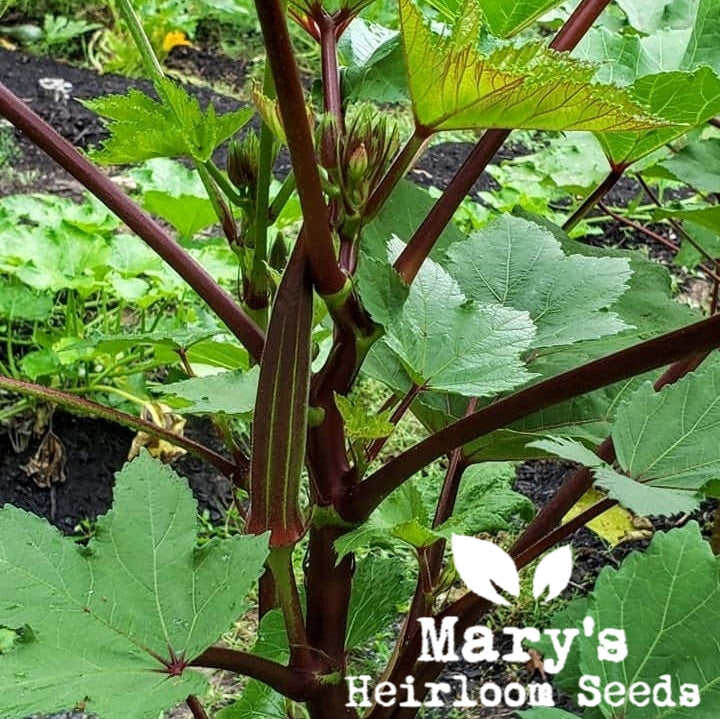 Burgundy Okra BULK – Mary's Heirloom Seeds