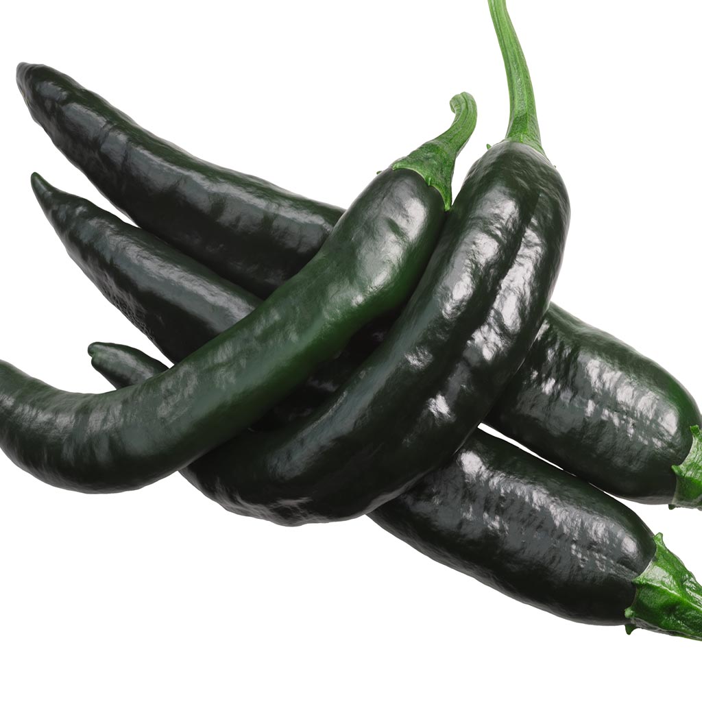 Pasilla Bajio Pepper