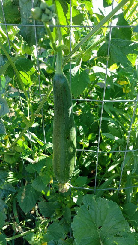 Luffa