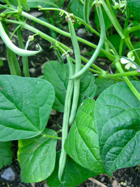 French Garden Beans – Mary's Heirloom Seeds
