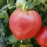 German Red Strawberry Tomato