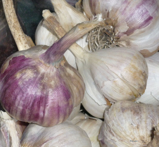 German Red Seed Garlic