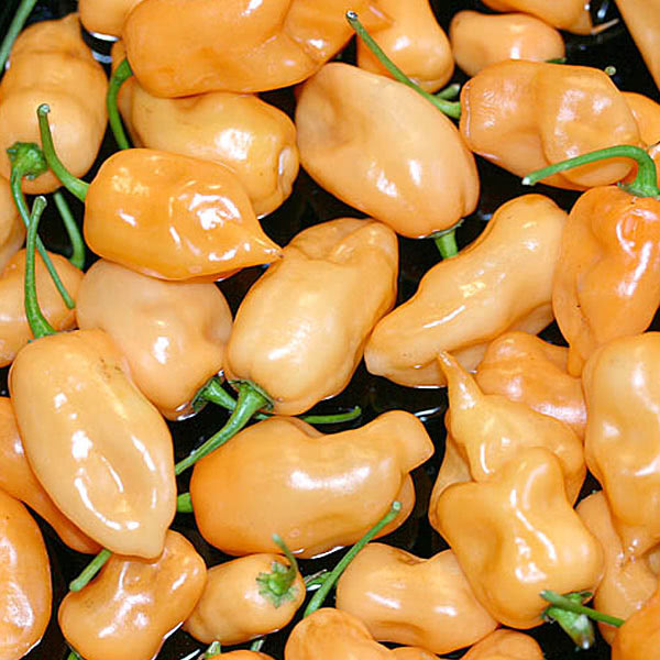 Peach Habanero Pepper