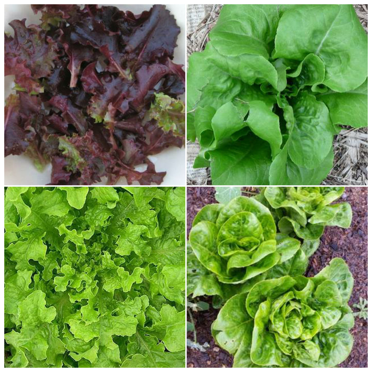 Leaf Lettuce Mix