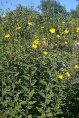 Jerusalem Artichoke