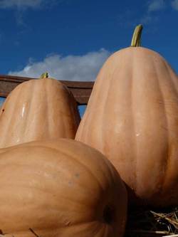 Kentucky Field Pumpkin