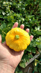 Yellow Scallop Squash