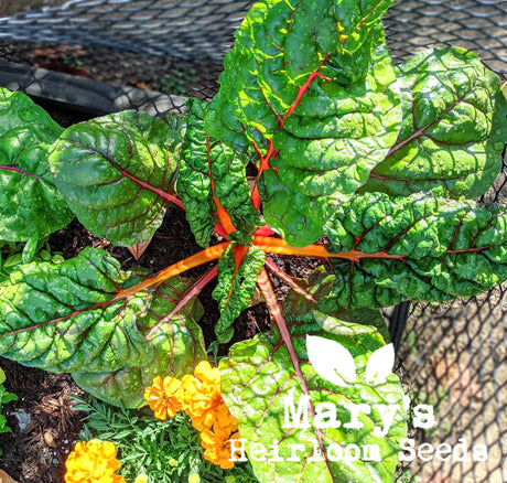 Rainbow Swiss Chard