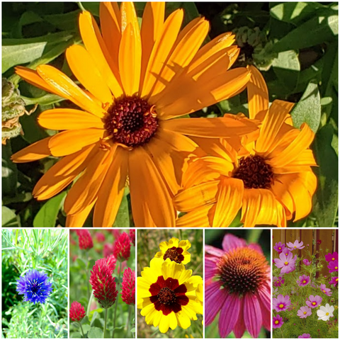 Autumn Beauty Sunflower Mix (Helianthus annuus) - Annie's Heirloom