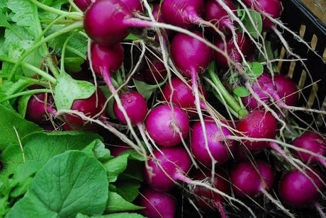 Purple Plum Radish