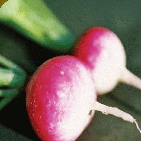 Sparkler White Top Radish