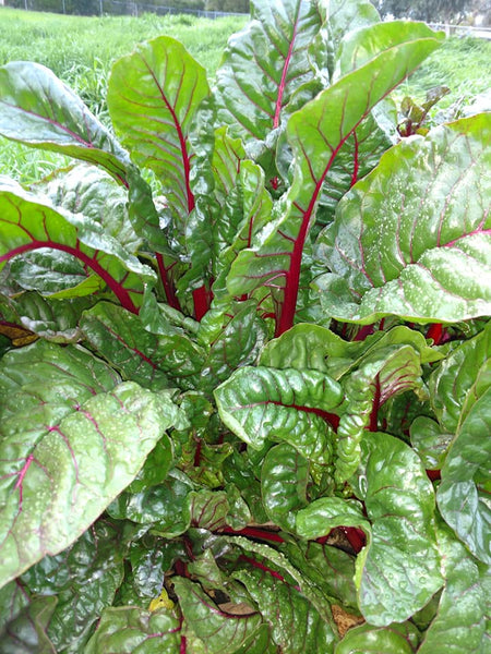 Ruby Red Swiss Chard – Mary's Heirloom Seeds