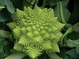 Romanesco Italia Broccoli