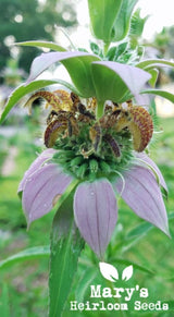 Spotted Bee Balm